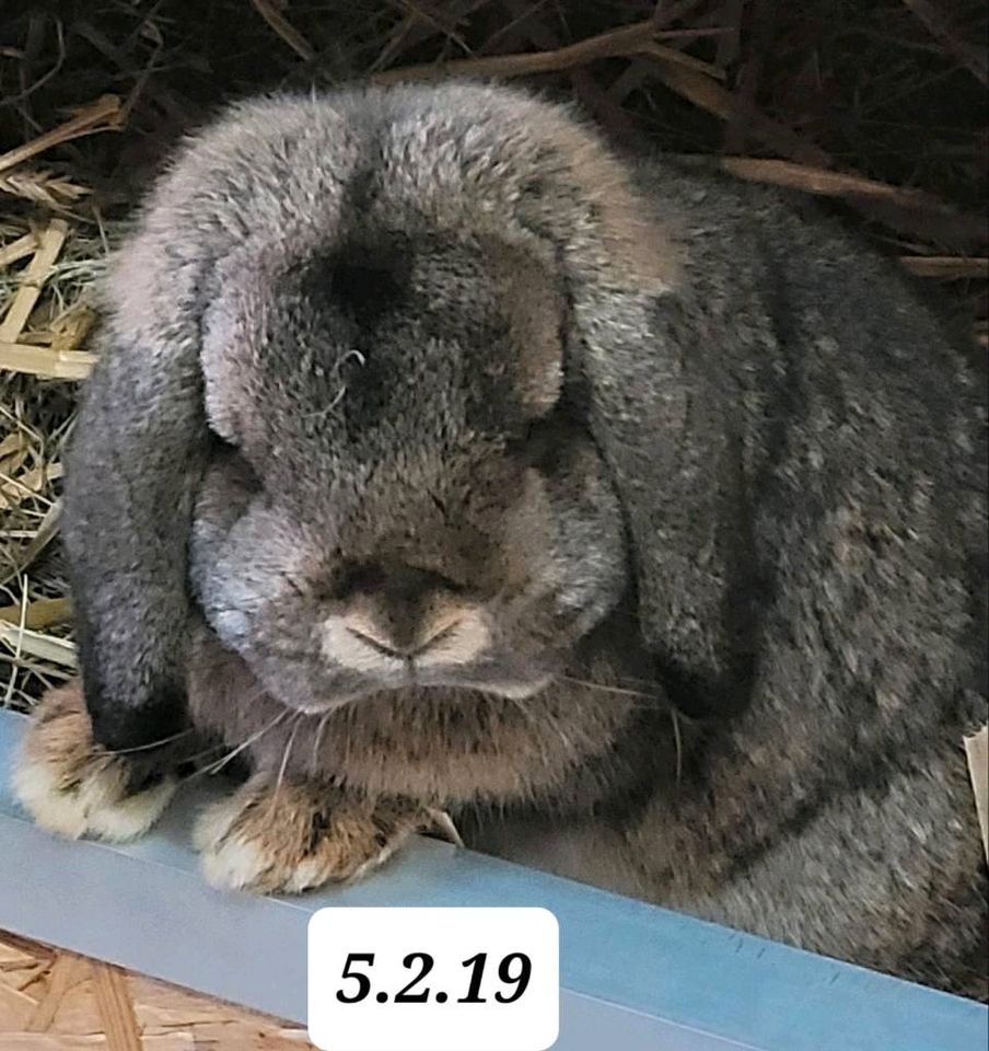 Zwergwidder Wildfarben Zuchtrammler in Wulften