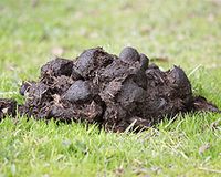 Pferdemist zu verschenken. Dünger Hochbeet Garten Pferdeäpfel Hessen - Bebra Vorschau