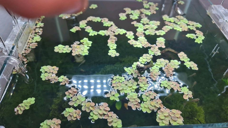 Salvinia minima Schwimmpflanze Aquarium Kleiner Büschelfarm in Paderborn