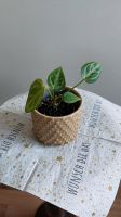 Anthurium Silver Blush Baby Rostock - Reutershagen Vorschau