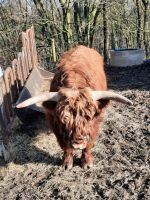 Highland Cattle Bulle Nordrhein-Westfalen - Velbert Vorschau