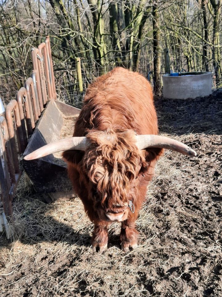 Highland Cattle Bulle in Velbert