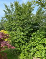 Eingriffeliger Weissdorn Busch Baum Nordrhein-Westfalen - Grevenbroich Vorschau