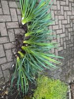 Palmlilie, Yucca Winterhart Dortmund - Hörde Vorschau