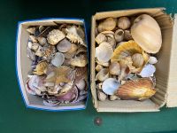 Muscheln deko Baden-Württemberg - Neudenau  Vorschau