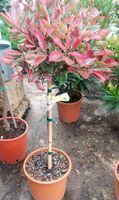 Photinia Stämmchen ca. 100 cm Bayern - Maxhütte-Haidhof Vorschau