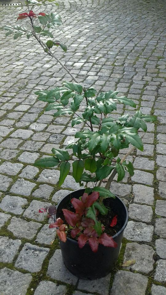 Mahonie,  2 getopfte Pflanzen in Großrückerswalde