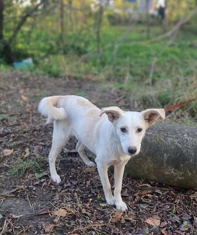 Tierschutz - Lord sucht ein neues Zuhause bei tollen Menschen! in Koblenz