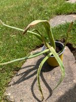 Aloe Vera Ableger Baden-Württemberg - Mössingen Vorschau