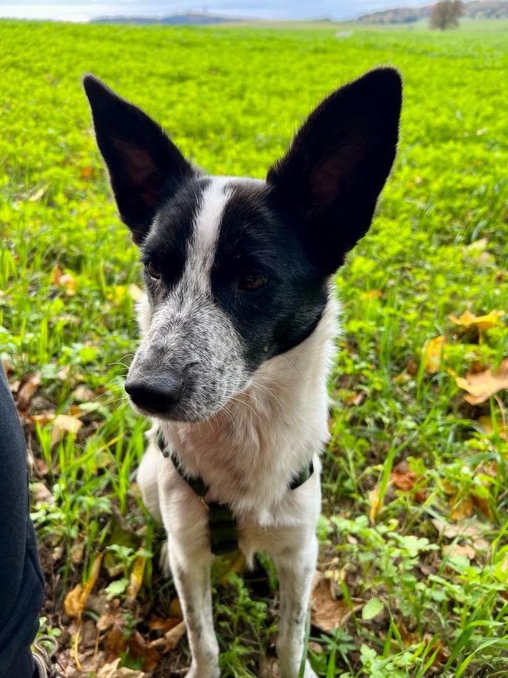 Neugieriger NINO ❤️ a.d. Tierschutz sucht seine Familie in Neustadt