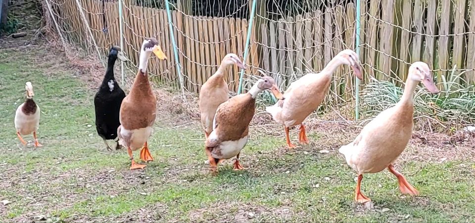 Bruteier Indische Laufenten, Enten, Bruteier in Olsberg