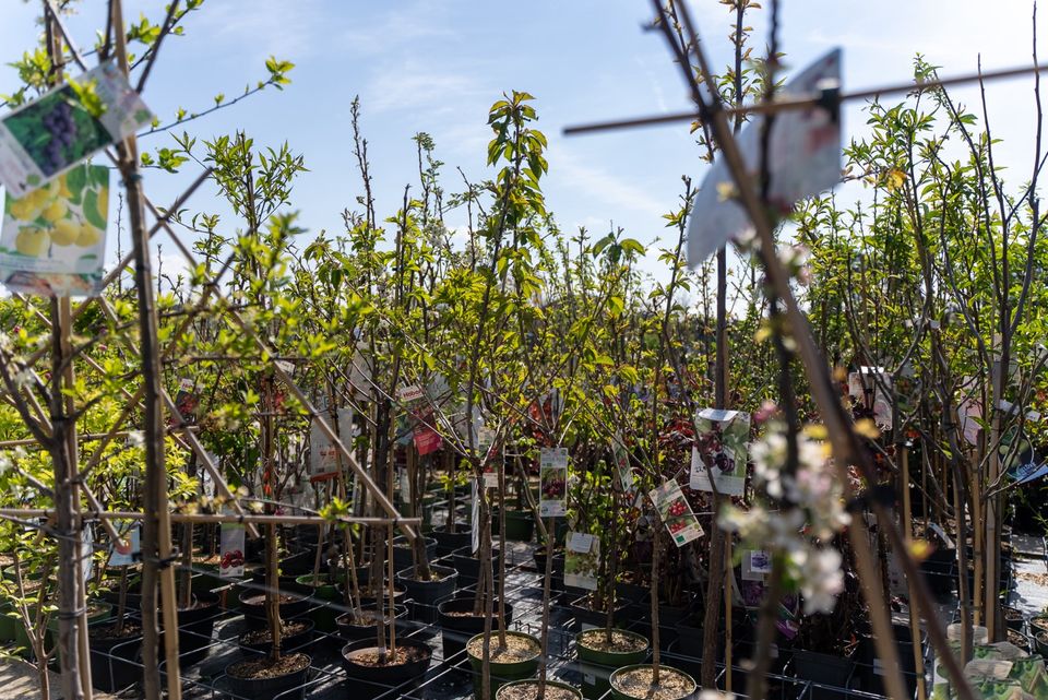 Die besten & günstigsten Thuja Smaragd/Heckenpflanzen/10 Größen in Offenbach