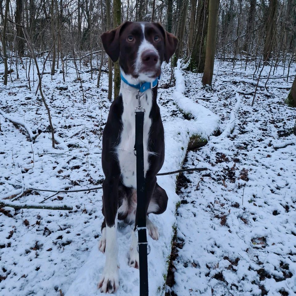 Oreo verliert sein Zuhause in Oppenheim