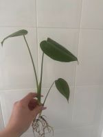 Monstera Deliciosa bewurzelte Ableger Nordrhein-Westfalen - Ratingen Vorschau