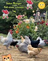 Suchen Grundstück zur Haltung von Hühner . Mieten,Pachten Obrigh. Baden-Württemberg - Obrigheim Vorschau