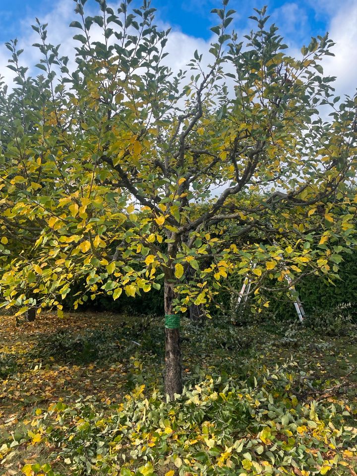Professioneller Obstbaumschnitt / Ertragsschnitt in Tribsees