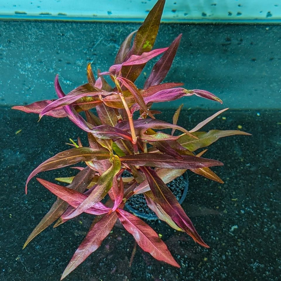 Persicaria sp. "Sao Paulo" - Sao Paulo-Wasserknöterich in Mannheim