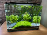 Dennerle 55l Aquarium Komplettset Nordrhein-Westfalen - Bergneustadt Vorschau