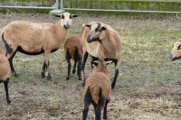 Kamerun Schafe Herde mit Nachwuchs Jungtiere Brandenburg - Bad Freienwalde Vorschau