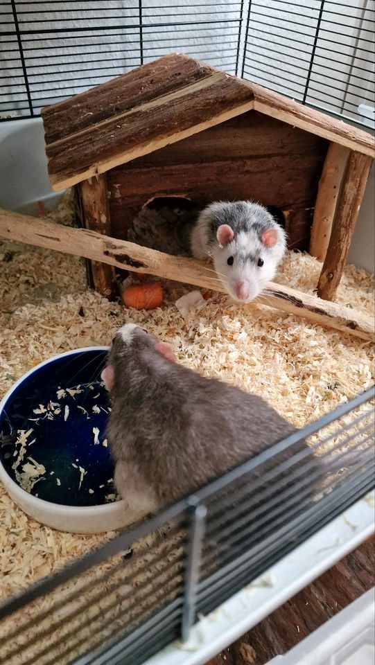 2 Liebe Ratten Jungs suchen dringend neues liebevolles Zuhause in Recklinghausen