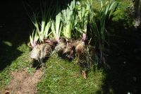 Gelbe Teichlilien winterhart Mecklenburg-Vorpommern - Neubrandenburg Vorschau