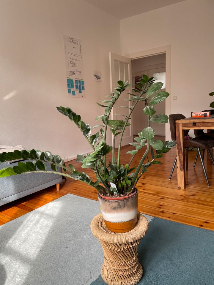 Glücksfeder / Zamioculcas Pflanze in Berlin
