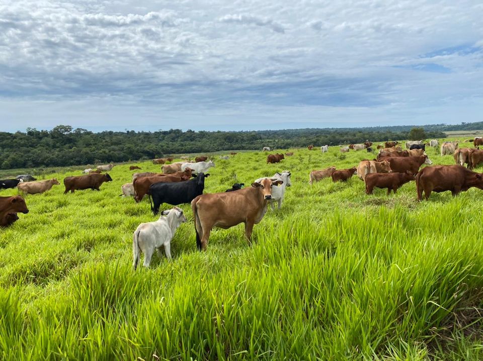 2.200 Ha. Grundstück in Caazapa-Paraguay in Zossen-Zesch am See