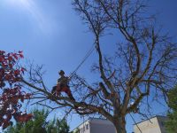 Firma Hölzel - Baum Schnitt, Baum Kronenpflege, Gartenpflege Leipzig - Sellerhausen-Stünz Vorschau