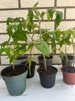 Tomatenpflanzen Hessen - Twistetal Vorschau