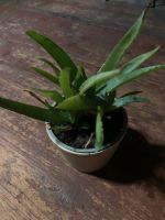 Orginal Aloe Vera Pflanze ca 25 cm hoch mit Übertopf Thüringen - Kahla Vorschau