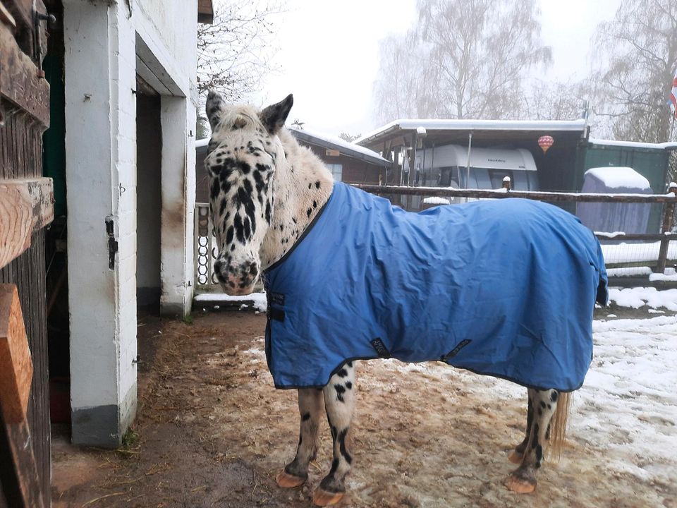 Pony Pflegebeteiligung in Heist