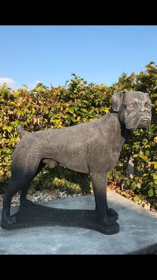 Boxer Lebensgroß 120kg 75cm Hund Steinguss Rüde Welpe Steinfigur in Düsseldorf