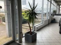 Riesen-Palmlilie Yucca Palme XXL Pflanze Niedersachsen - Hilter am Teutoburger Wald Vorschau