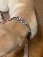 Lederhalsband Anti-ziehen Hund neu unbenutzt! München - Untergiesing-Harlaching Vorschau