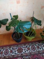 2 Stück Zimmerpflanze monstera Sachsen - Grimma Vorschau