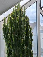 Großer Säulenkaktus Wolfsmilch 200 cm, Kaktus, Zimmerpflanze Stuttgart - Plieningen Vorschau
