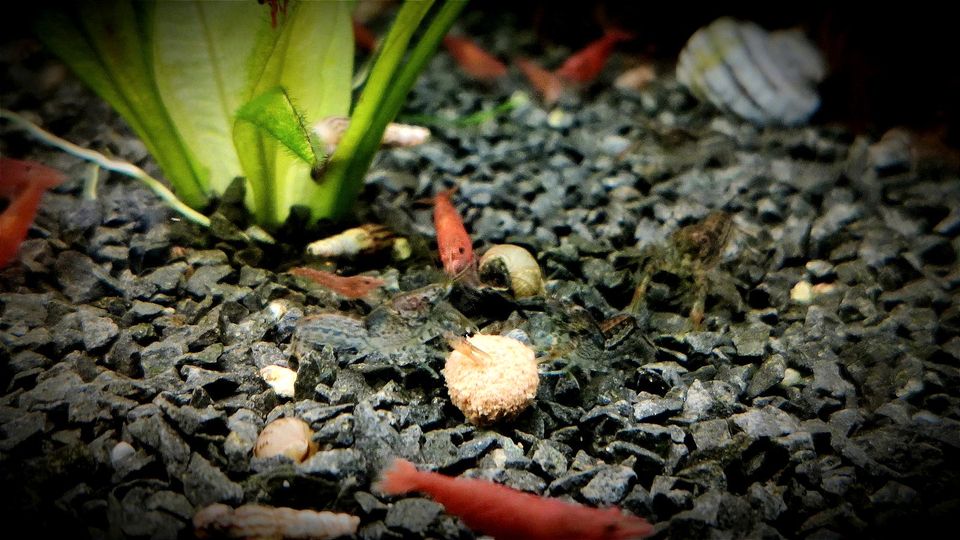 ❗Cambarellus Diminutus kleinster Zwergkrebs für Nano Aquarium❗ in Oberhausen