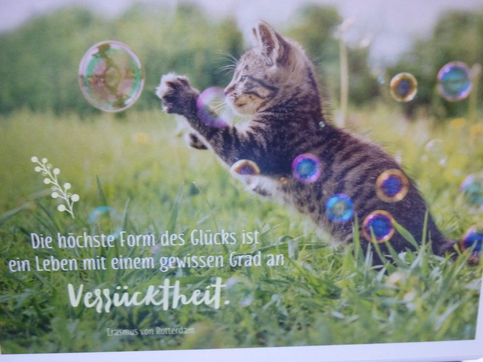 Postkarten 53 Stück "Katzen Weisheiten" in Merklingen