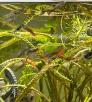 Guppys Guppies Endler rot red Mix Aquarium Fische Anfängerfische Nordrhein-Westfalen - Korschenbroich Vorschau