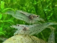 ⭐ Amanogarnele Nano-Cube Aquarium Garnelen Niedersachsen - Northeim Vorschau