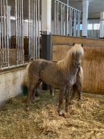 Classic Pony Hengst Bayern - Miesbach Vorschau