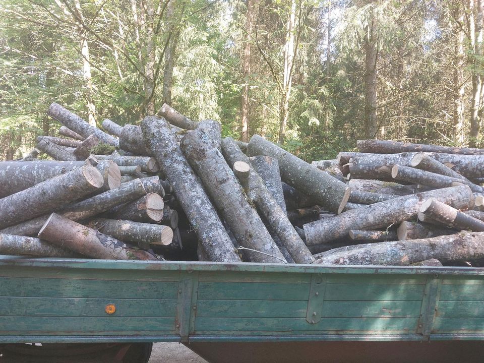 Brennholz Esche zu verkaufen in Forheim