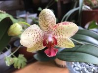SUCHE verblühte Orchideen München - Maxvorstadt Vorschau