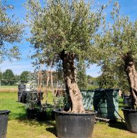 Olivenbaum Nr 1205 Olea europaea Bonsai Nordrhein-Westfalen - Delbrück Vorschau