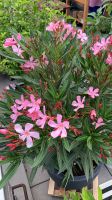 BIO - Oleander 150 rosa mit Topf Bayern - Walderbach Vorschau