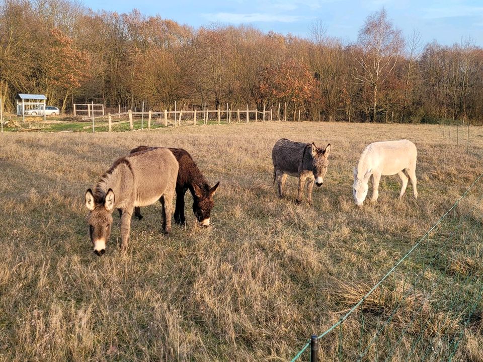 Esel Familie zu verkaufen in Wittstock/Dosse