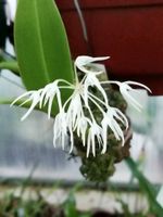 Orchidee - Bulbophyllum laxiflorum Thüringen - Münchenbernsdorf Vorschau