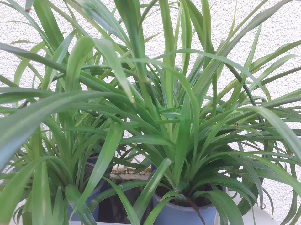 Grünlilie Chlorophytum Pflanze Ableger pflegeleicht Zimmerpflanze in Iserlohn