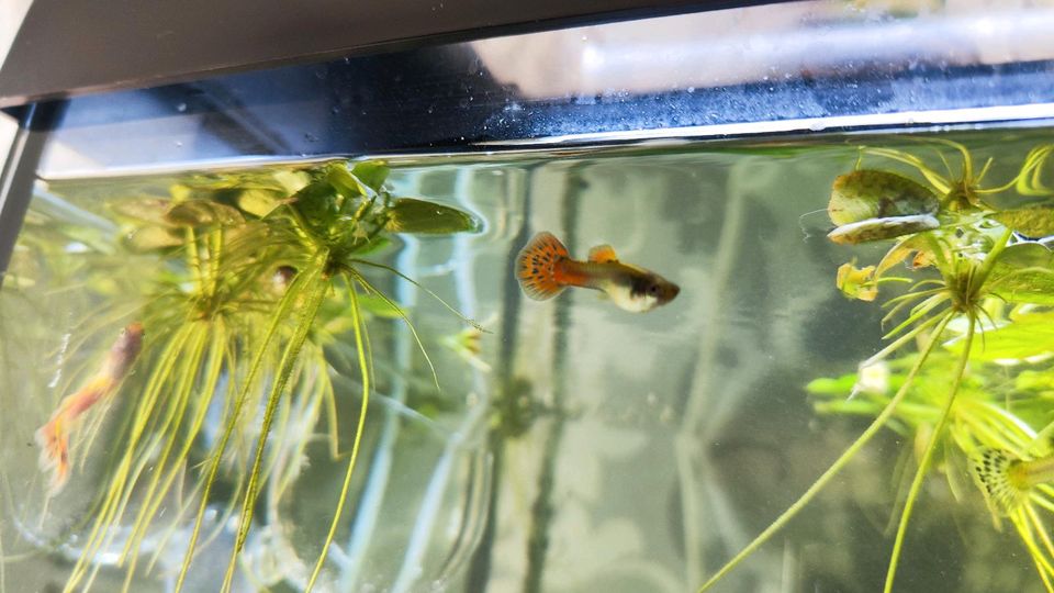 Junge Guppies Guppy Männchen + Weibchen Aquariumfische Aquarium in Arnsberg