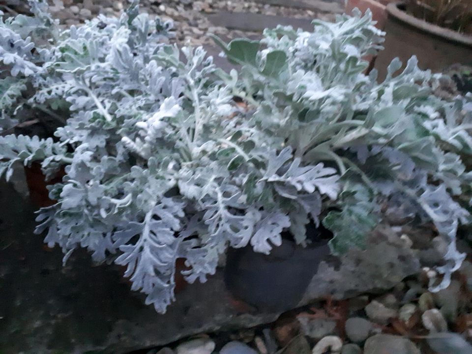 Silberblatt aus unserem Garten im Set in Freiburg im Breisgau